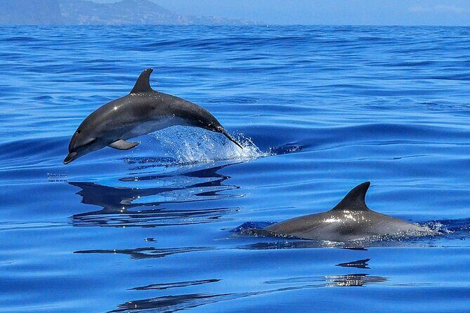 Whale & Dolphin Watching Boat Trip in Tenerife On a Sailing Boat (3 Hr) - Who Should Book This Tour?