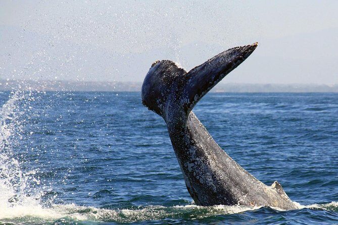 Whale & Dolphin Watching Cruise in Puerto Vallarta All Inclusive - What to Expect from This Puerto Vallarta Whale & Dolphin Cruise