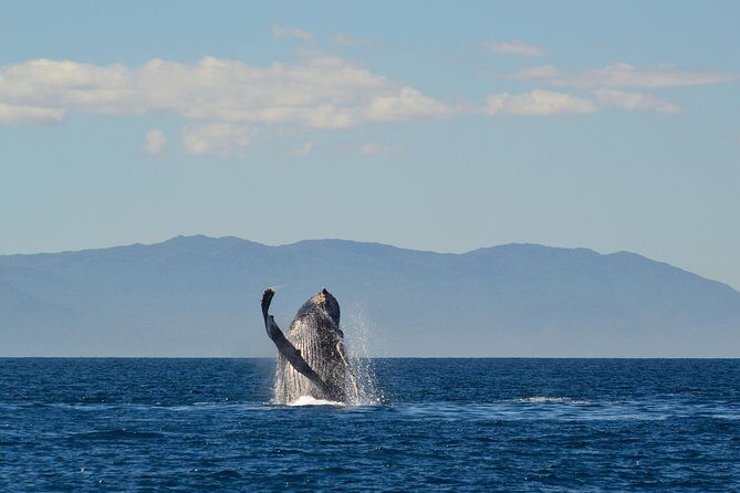 Whale & Dolphin Watching Cruise in Puerto Vallarta All Inclusive - Frequently Asked Questions (FAQs)