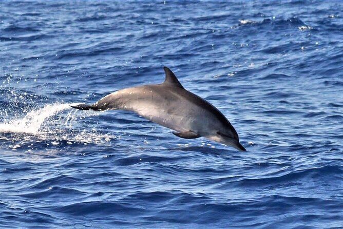 Whale & Dolphin Watching in Madeira - What to Expect on the Tour