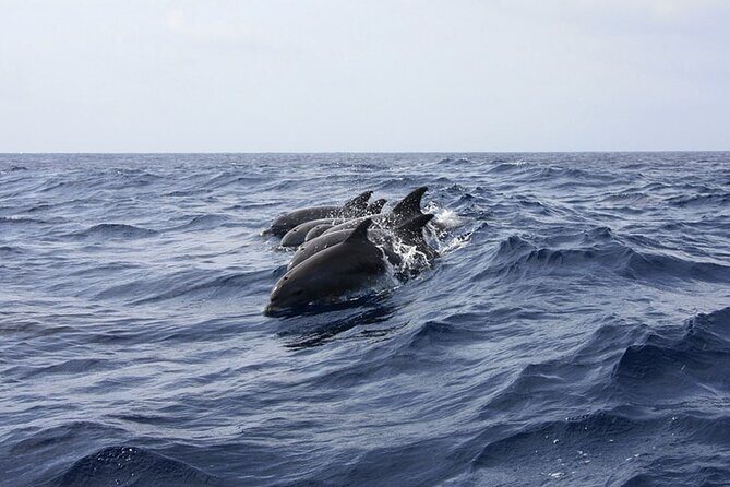 Whale & Dolphin Watching in Tenerife (Puerto Colon) On a Large Catamaran - How the Experience Scores