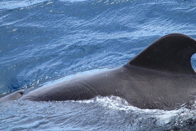 Whale & Dolphin Watching in Tenerife (Puerto Colon) On a Large Catamaran - Who Should Consider This Tour?