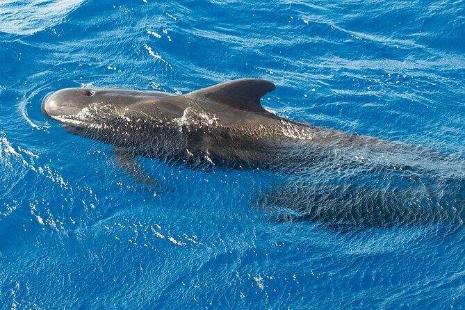 Whale & Dolphin Watching in Tenerife (Puerto Colon) On a Large Catamaran - Final Thoughts