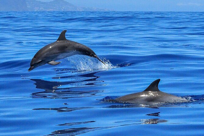 Whale & Dolphin Watching in Tenerife (Puerto Colon) On a Large Catamaran - FAQs