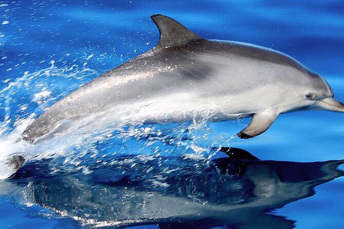 Whale & Dolphin Watching With Mustcat Virgin Coast Trip On a Large Catamaran - The Experience in Detail: What to Expect on the Water