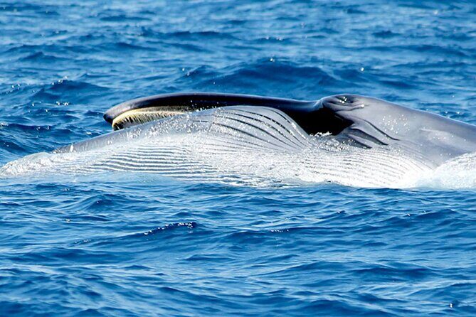 Whale & Dolphin Watching With Mustcat Virgin Coast Trip On a Large Catamaran - FAQs about the Mustcat Virgin Coast Trip