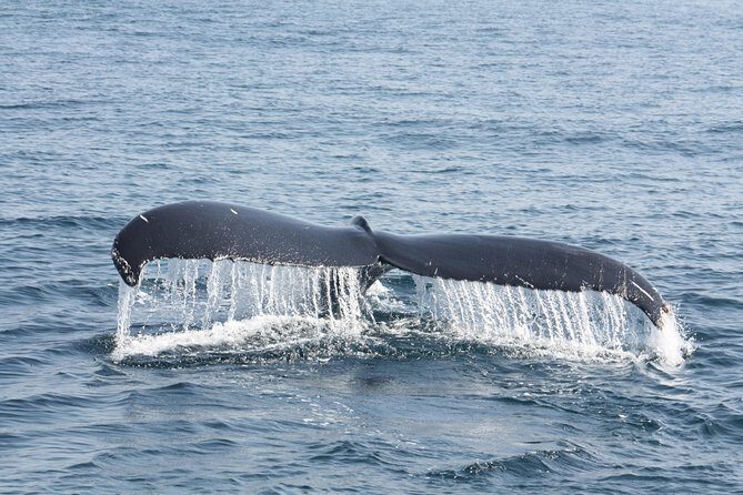 Whale Encounter Puerto Vallarta - The Downsides and Considerations