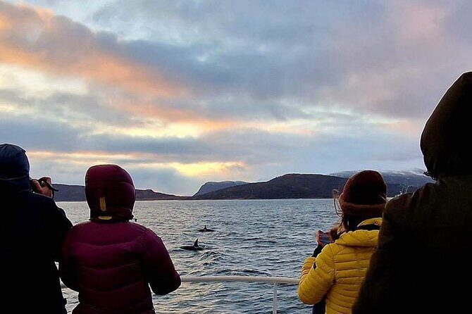 Whale Safari in Tromso - Key Points