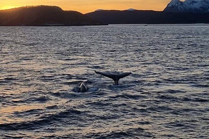 Whale Safari in Tromso - The Sum Up