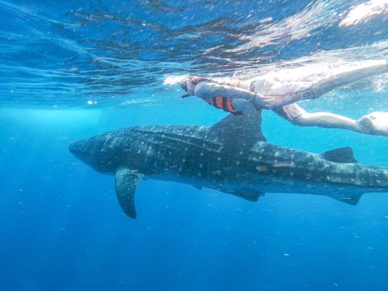 Whale Shark Adventure from Isla Mujeres - Key Points
