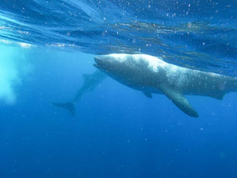 Whale Shark Adventure from Isla Mujeres - What Is This Tour All About?