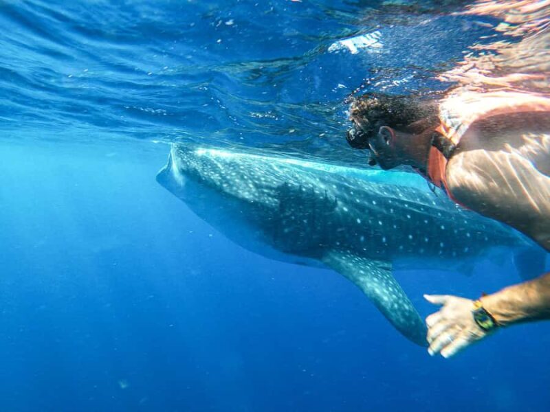 Whale Shark Adventure from Isla Mujeres - The Value of This Experience