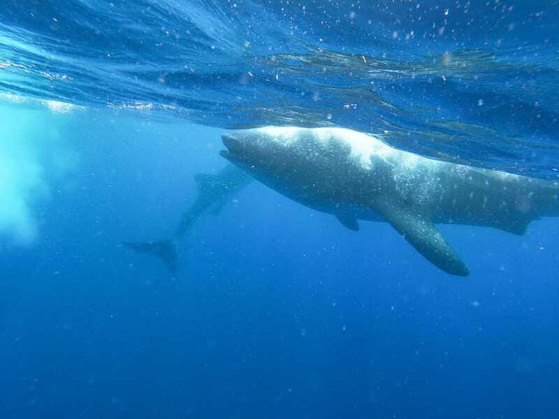 Whale Shark Adventure from Isla Mujeres - Who Should Consider This Tour?