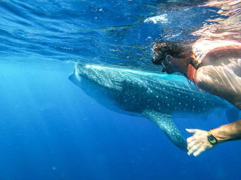 Whale Shark Adventure from Isla Mujeres - Final Thoughts