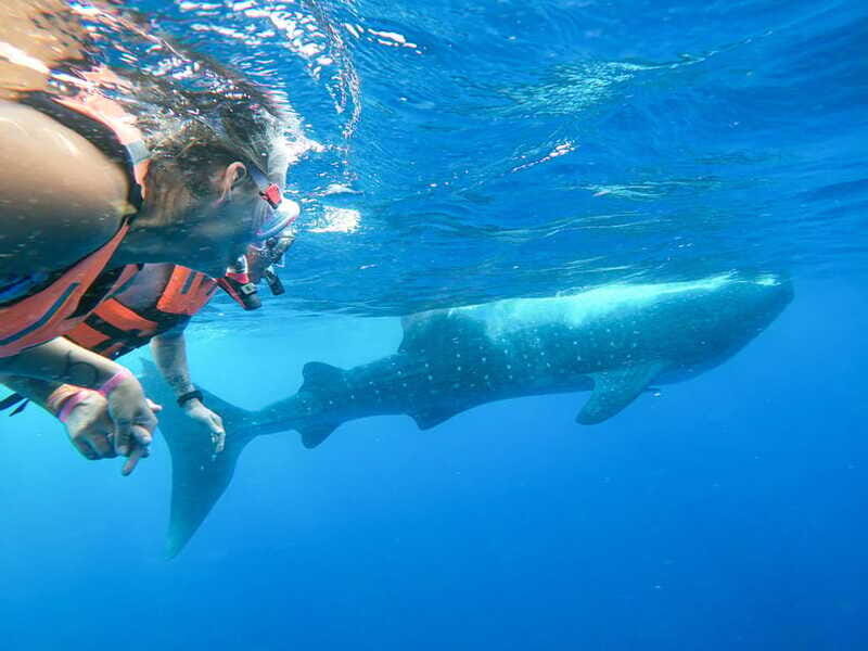 Whale Shark Adventure from Isla Mujeres - FAQ