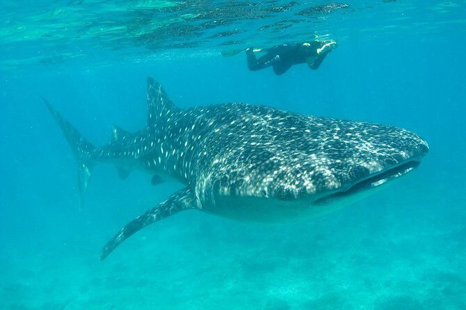 Whale Shark and Snorkeling Adventure from Isla Holbox - The Real Deal from Travelers: The Good, the Not-So-Good, and the Highlights