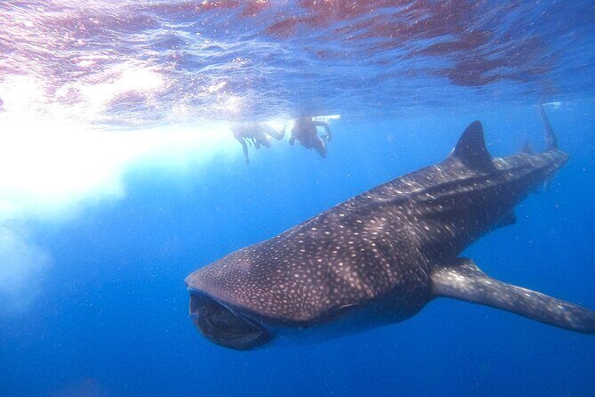 Whale Shark and Snorkeling Adventure from Isla Holbox - Final Thoughts: Is It Worth It?