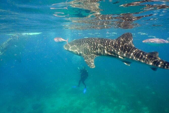 Whale Shark Encounter Experience in Cancun (Snack Lunch included) - The Food and Extras