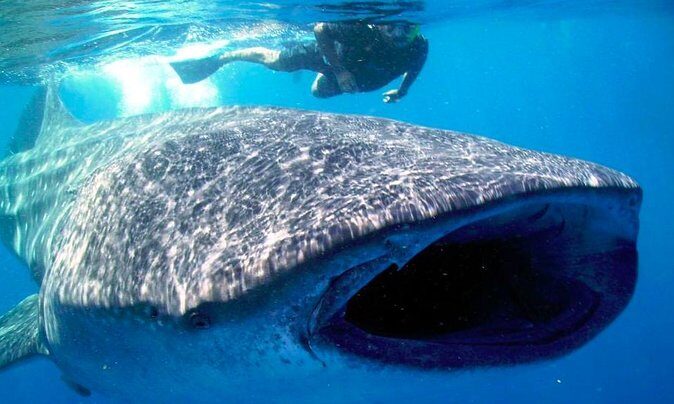 Whale Shark Encounter Experience in Cancun (Snack Lunch included) - Who Is This Tour Best For?