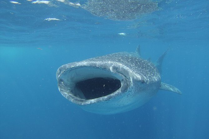 Whale shark encounter Private tour - swim with whale shark cancun - Deep Dive Into the Itinerary