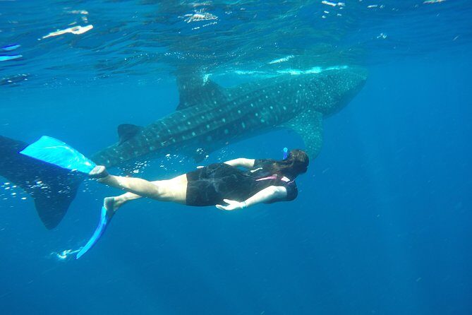 Whale shark encounter Private tour - swim with whale shark cancun - Wrapping It Up