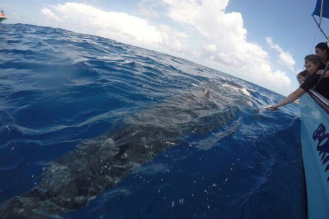 Whale Shark Experience from Playa del Carmen - Final Thoughts
