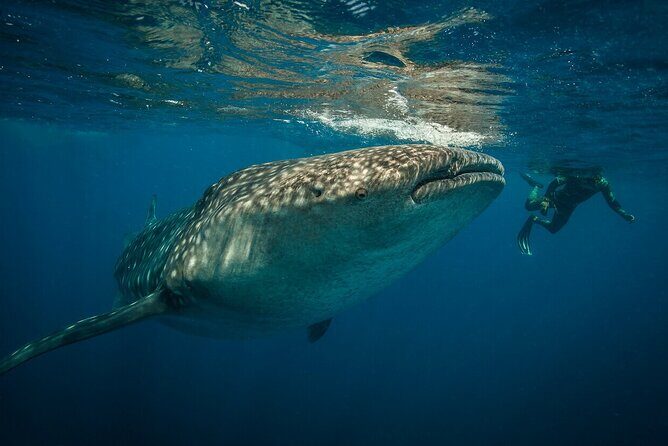 Whale shark Experience in the Caribbean Sea from Playa del Carmen - Who Is This Tour Best For?