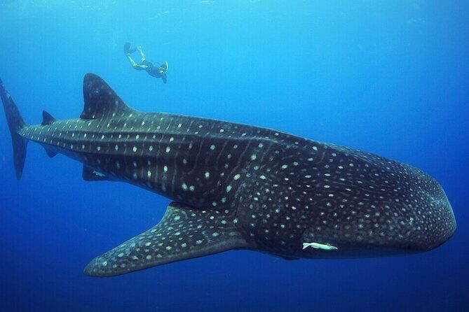 Whale shark Experience in the Caribbean Sea from Playa del Carmen - Frequently Asked Questions