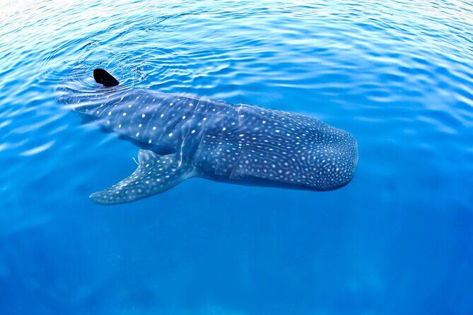 Whale Shark Experience Lifetime Memory in Cancun (snack included) - Key Points