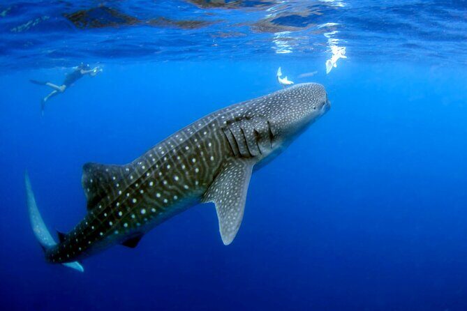 Whale Shark Experience Lifetime Memory in Cancun (snack included) - What to Expect from the Whale Shark Experience