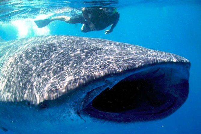 Whale Shark Experience Lifetime Memory in Cancun (snack included) - What the Reviews Say