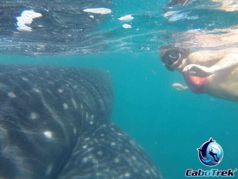 Whale Shark Experience - Key Points
