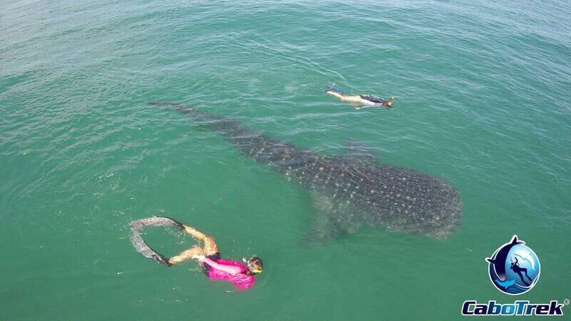 Whale Shark Experience - What Makes This Tour Stand Out