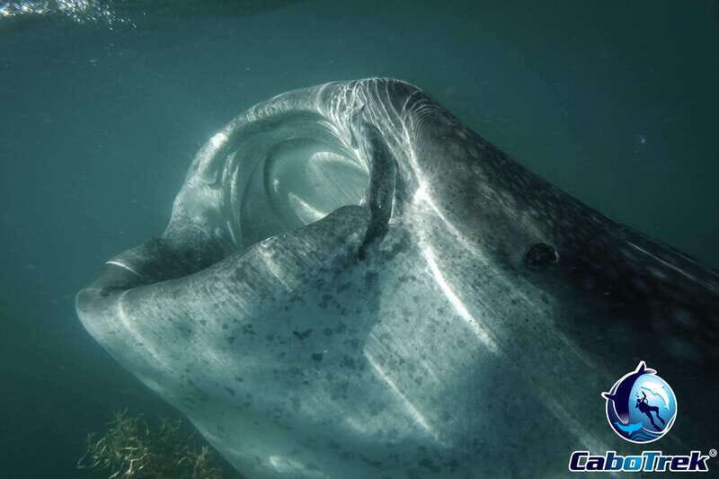 Whale Shark Experience - Transportation and Group Size