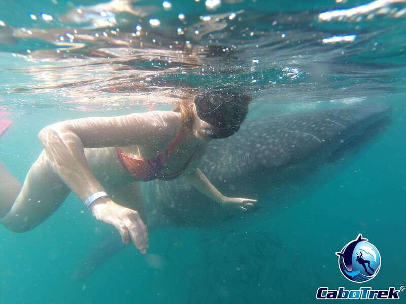 Whale Shark Experience - How Does It Compare to Other Experiences?