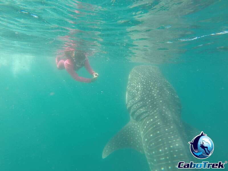 Whale Shark Experience - Final Words