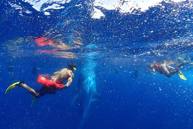 Whale Shark & Manta Ray Snorkel -(May-Sept) Only 10pp per Boat - The Value of the Experience