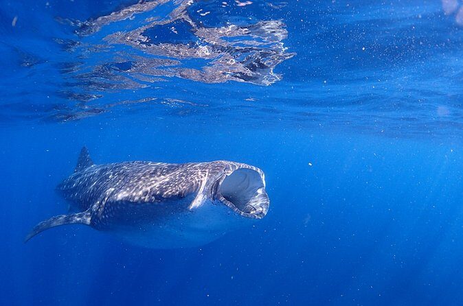 Whale Shark & Manta Ray Snorkel -(May-Sept) Only 10pp per Boat - Who Is This Tour Best For?