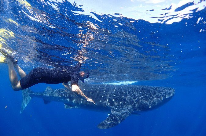 Whale Shark & Manta Ray Snorkel -(May-Sept) Only 10pp per Boat - In The Sum Up