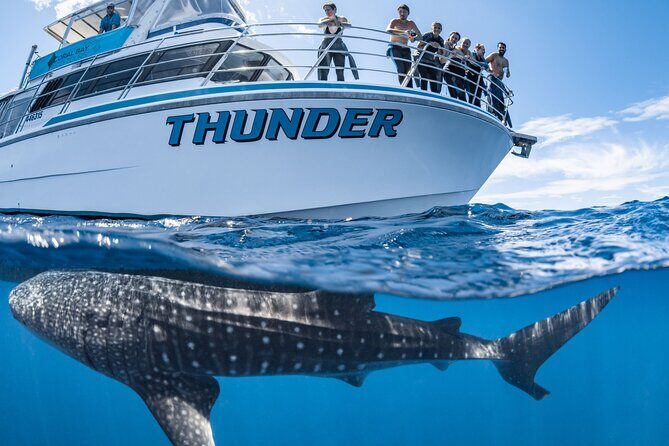Whale Shark Safari - How the Price Reflects the Experience