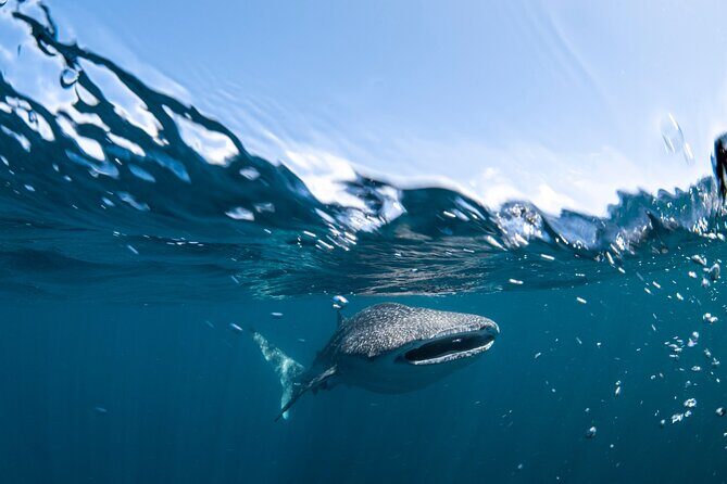Whale Shark Safari - Who Should Consider This Tour?