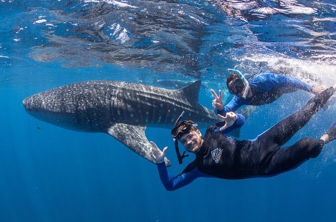 Whale Shark Safari - Frequently Asked Questions