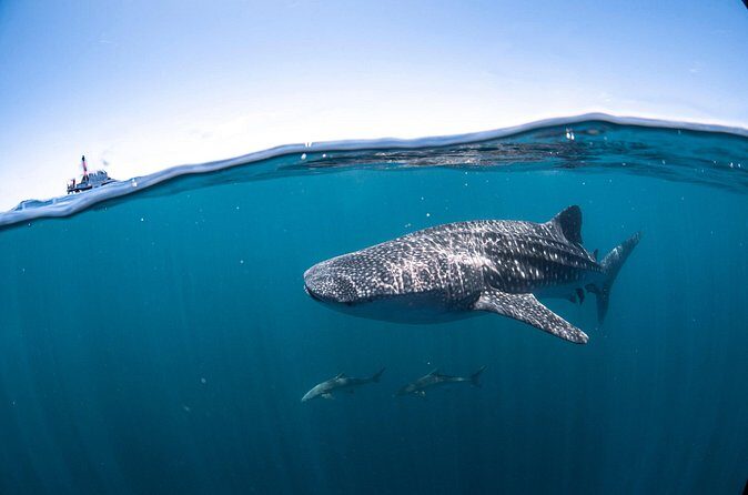Whale Shark Safari - Final thoughts
