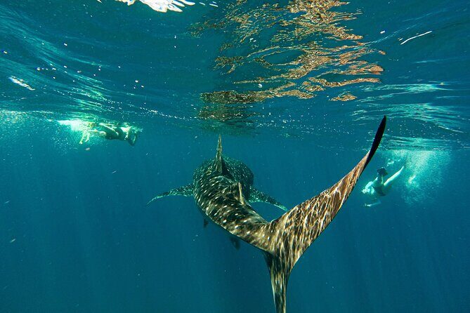 Whale Shark & Sea Lion Snorkeling Picnic at Espiritu Santo Island - Key Points
