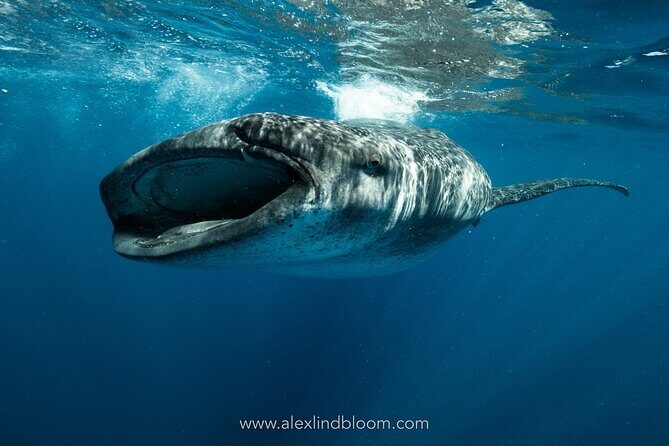 Whale Shark Snorkeling Adventure with Lunch - What to Expect from the Tour