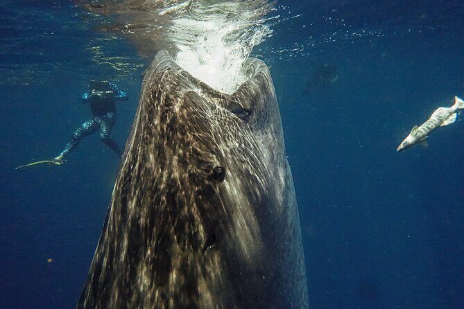 Whale Shark Snorkeling Adventure with Lunch - The Marine Encounter: Swimming with Whale Sharks