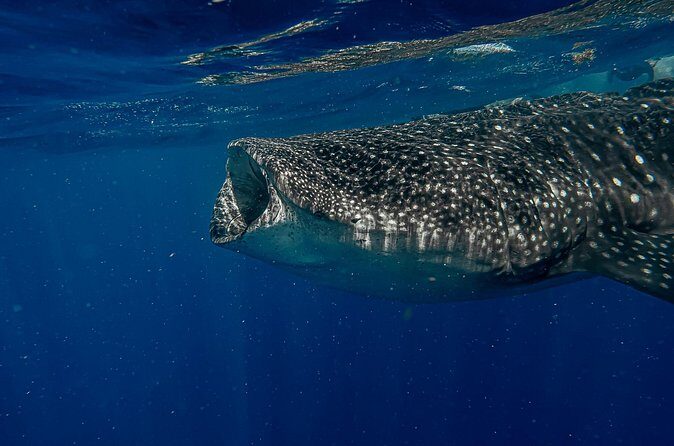 Whale Shark Snorkeling Adventure with Lunch - The Sum Up