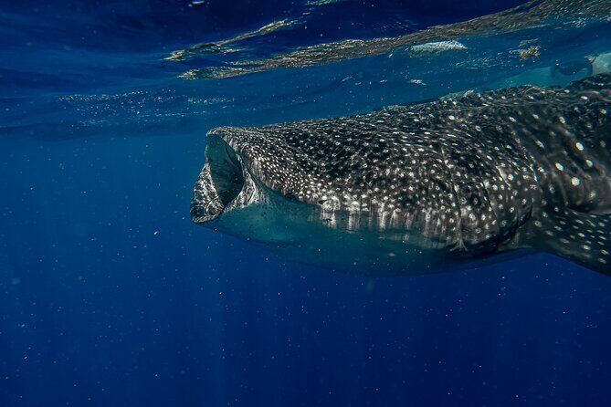 Whale Shark Snorkeling Adventure with Lunch - FAQ