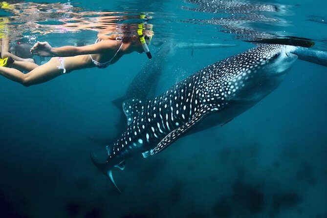 Whale-Shark Snorkeling Excursion to La Paz - Key Points