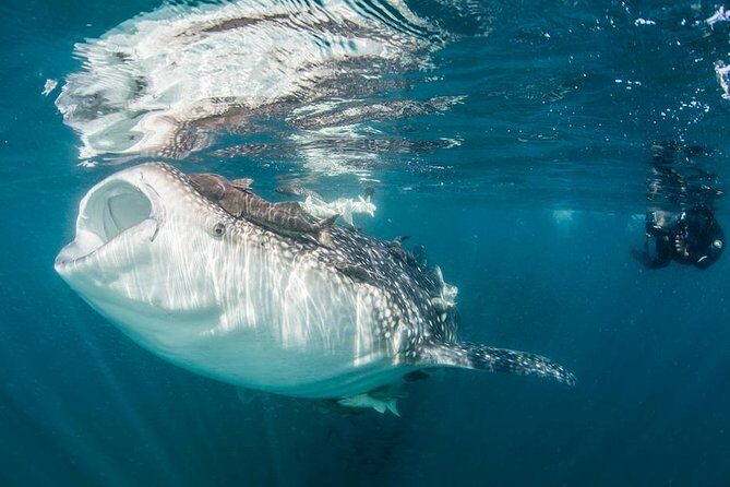 Whale-Shark Snorkeling Excursion to La Paz - Highlights & Benefits of the Experience